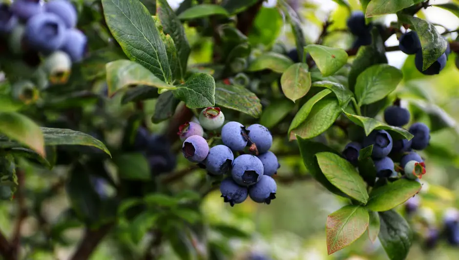 how to grow blueberries from seed indoors