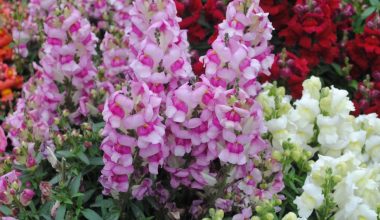 are angelonia perennials