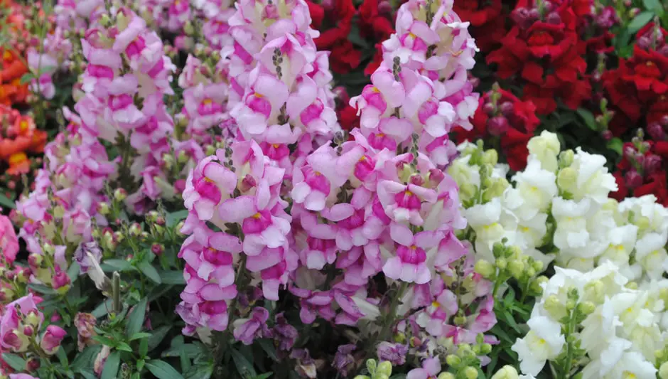 are angelonia perennials