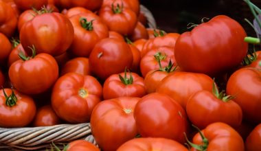 how long does it take for tomato seeds to germinate