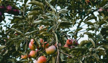 what kind of fruit trees grow in central texas