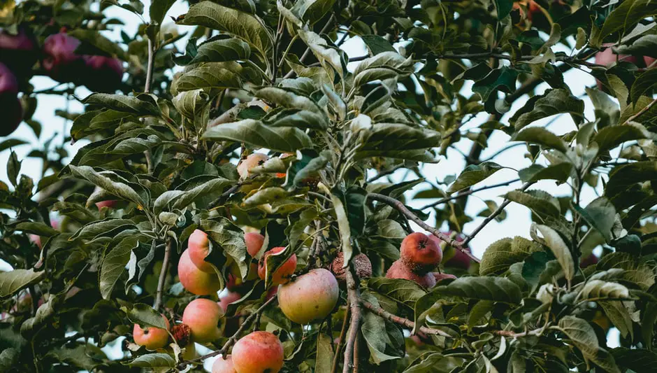 what kind of fruit trees grow in central texas