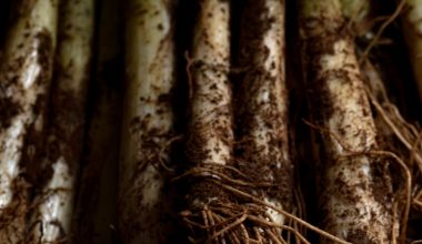 how do you know when parsnips are ready to harvest