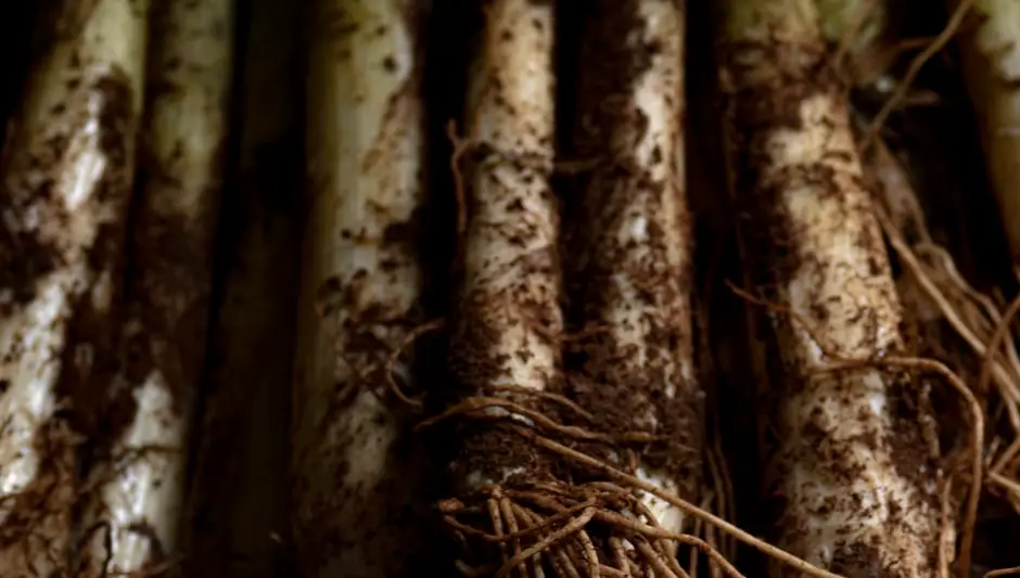 how do you know when parsnips are ready to harvest