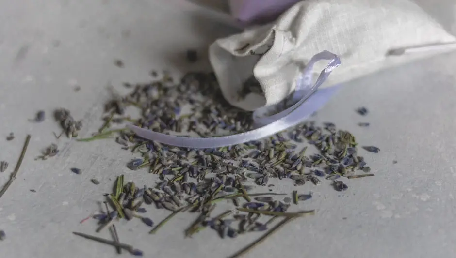 how to collect lavender seeds
