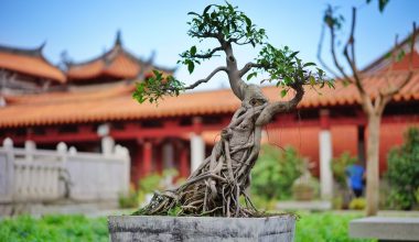 how long to grow bonsai from seed