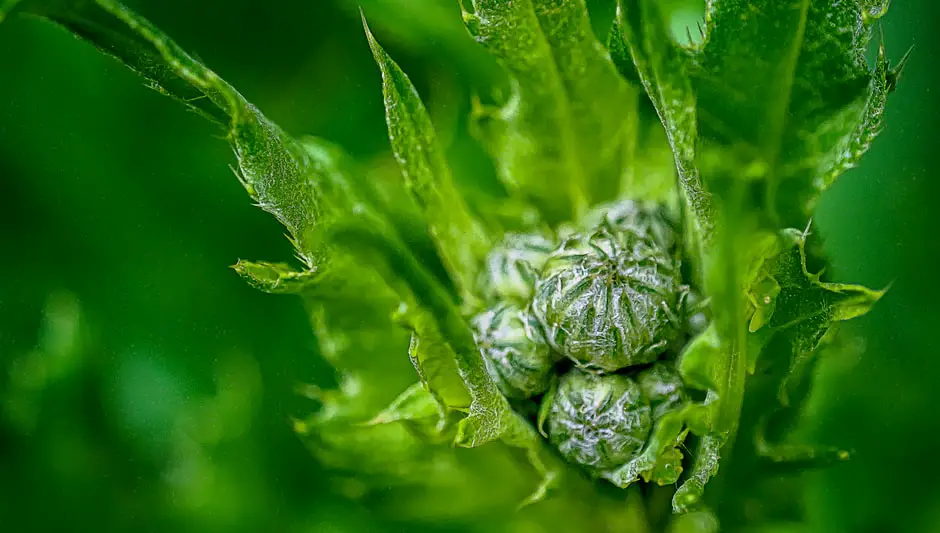 how do you keep weeds out of a vegetable garden