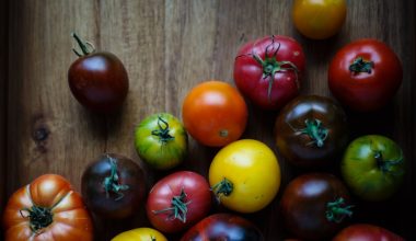 how to help my tomato plants grow