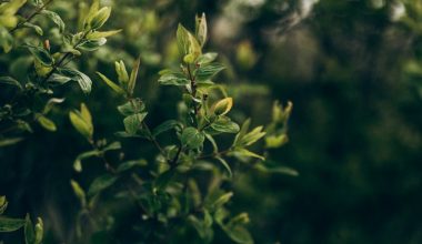 what is a shrub with rose like flowers