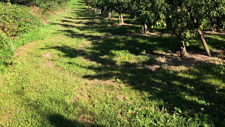 Can Ornamental Pear Trees Grow In Pots? (Check This First)