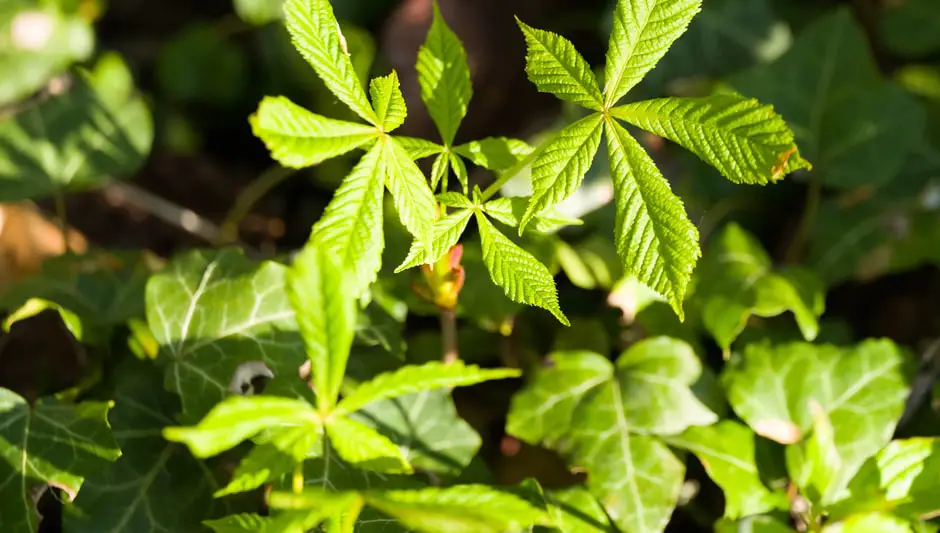 how to prune red currants