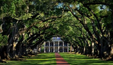 what is louisiana state tree