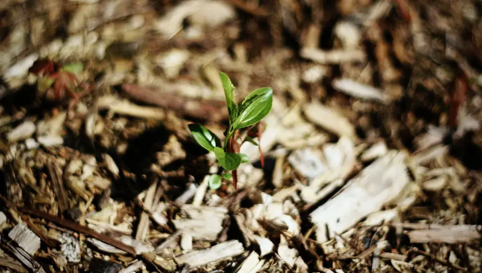 how to avoid weeds in vegetable garden