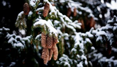 how to make a pine cone christmas tree