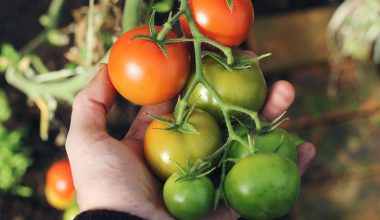 how many vegetable plants per person