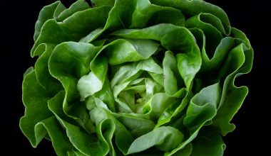 how to harvest lettuce without killing the plant