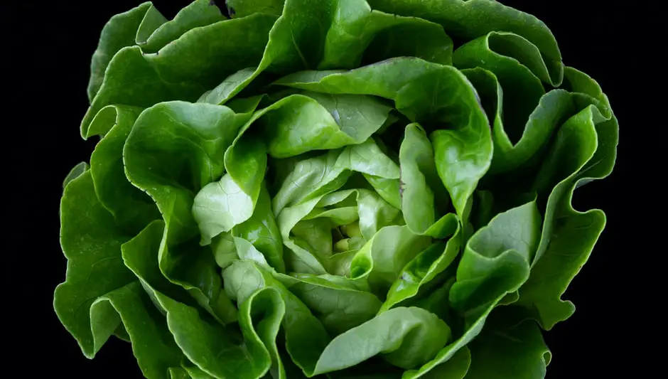 how to harvest lettuce without killing the plant