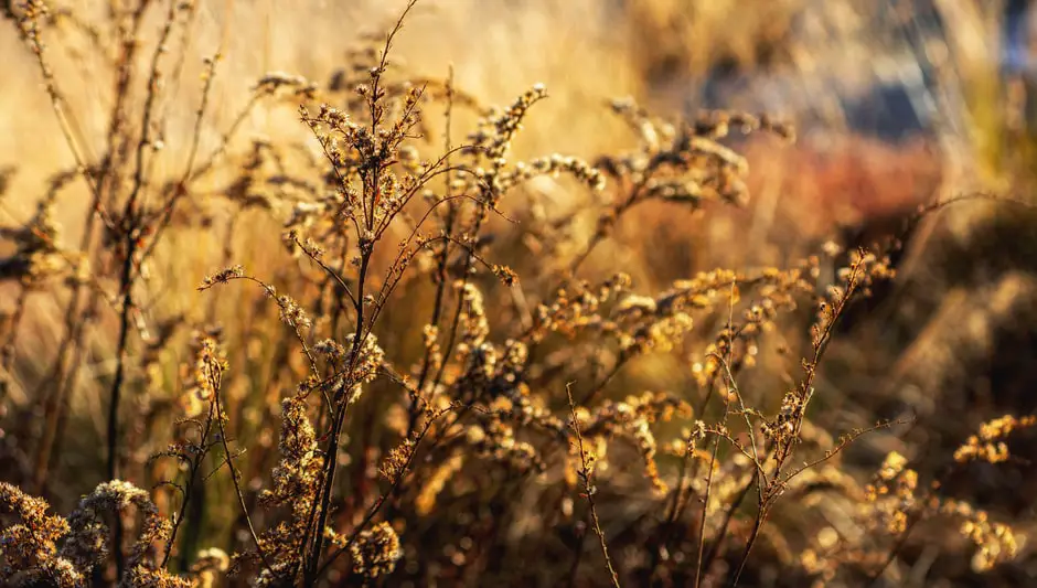 when is the best time to overseed a lawn