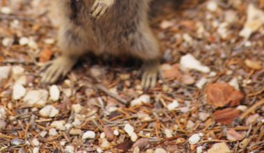 how to keep chipmunks out of your flower garden