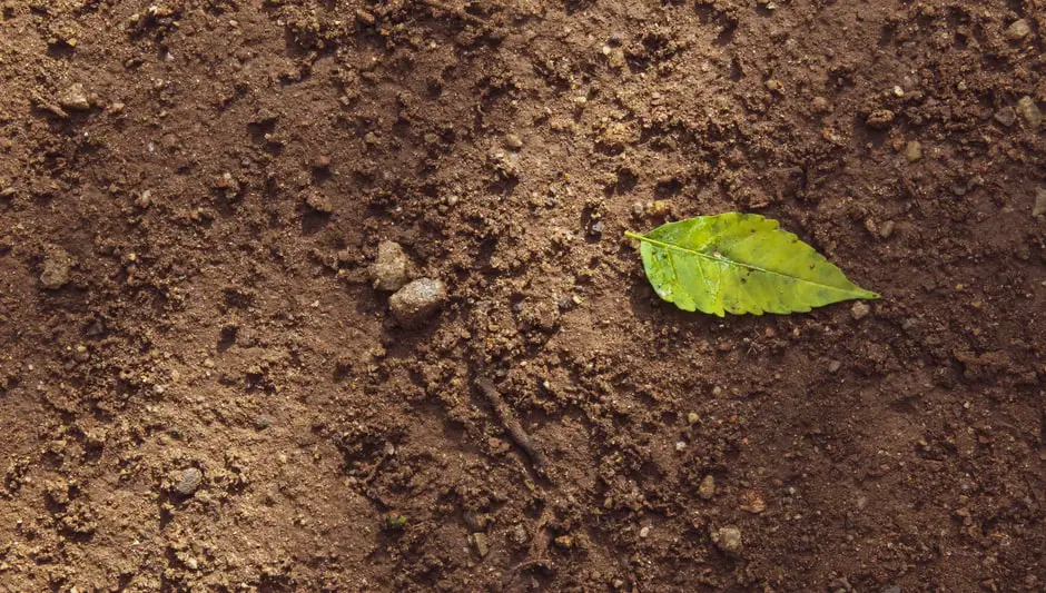 what causes blueberry leaves to turn brown