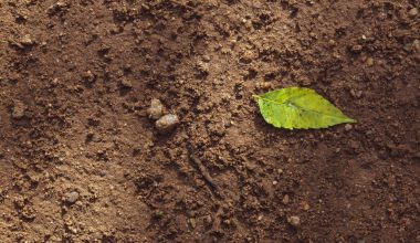 how to plant seeds in soil