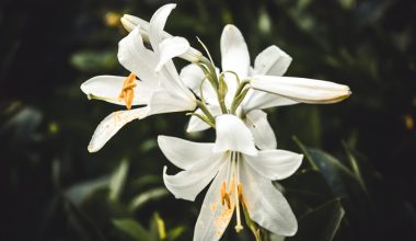 how to plant lily of the valley seeds