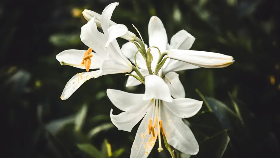 how to plant lily of the valley seeds