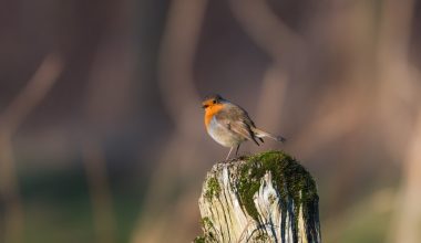 how tall do red robin trees grow