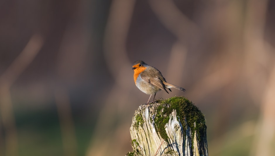 how tall do red robin trees grow