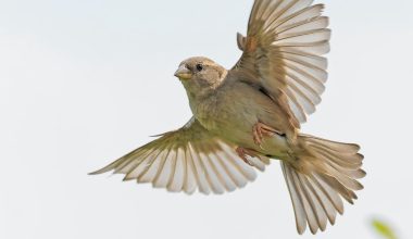 will birds eat wet seed