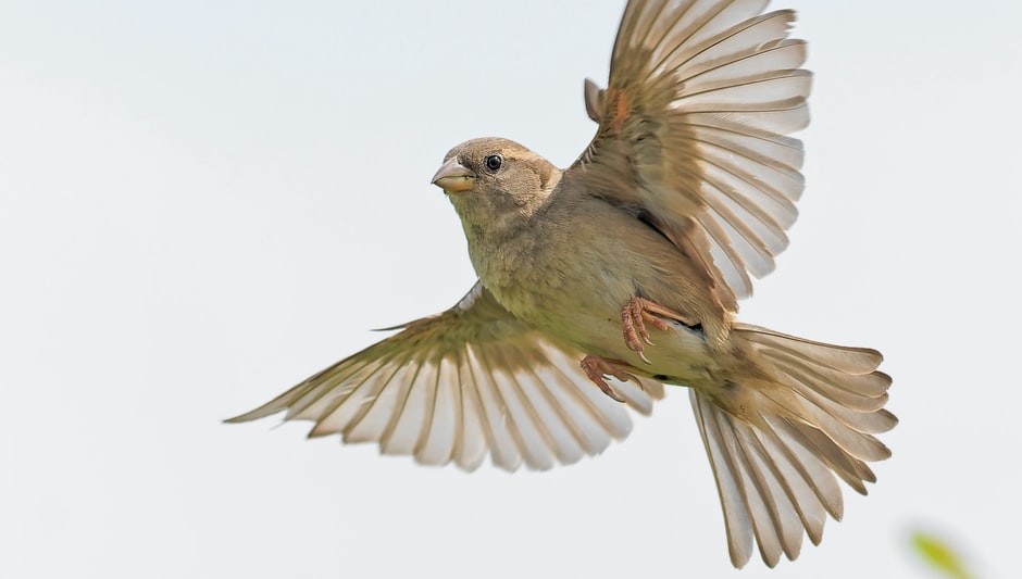 will birds eat wet seed