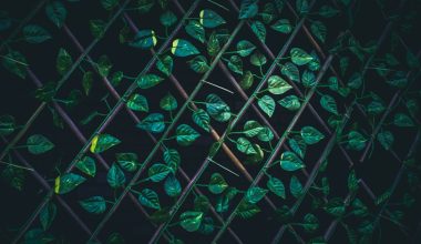 how to get vines to grow on lattice