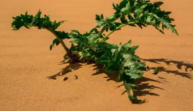 how does desert plants prepare their food