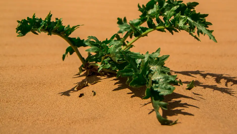 how does desert plants prepare their food