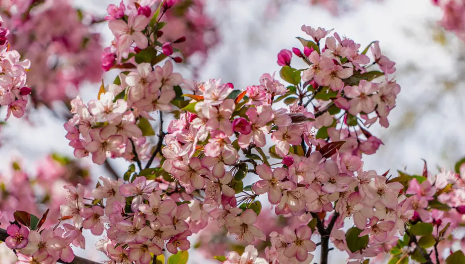 How To Grow Crab Apples From Seed? (Explained for Beginners)