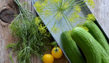 how do you know when to harvest squash