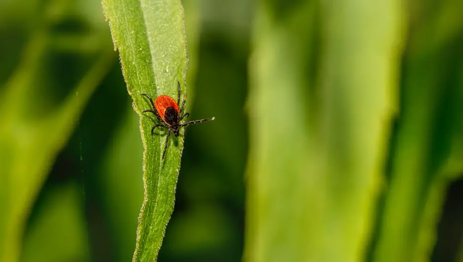 do ticks fall from trees