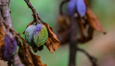 what are the best prunes to eat