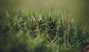 how to get grass stains out of shoes