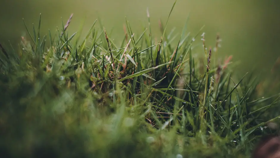 how to get grass stains out of shoes