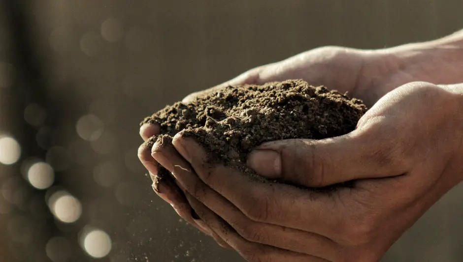 how to grow potatoes in a raised bed