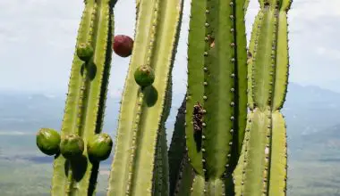 how eat cactus fruit