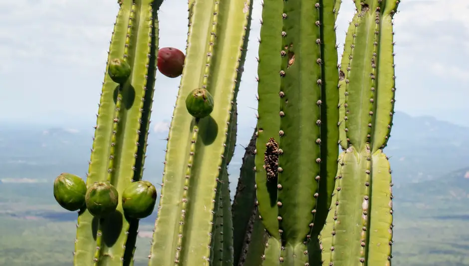 how eat cactus fruit