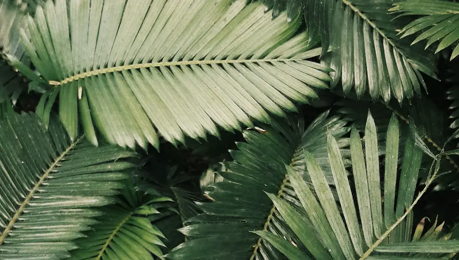 how to cut succulent leaves