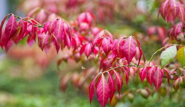 how to grow hearts a bustin from seed