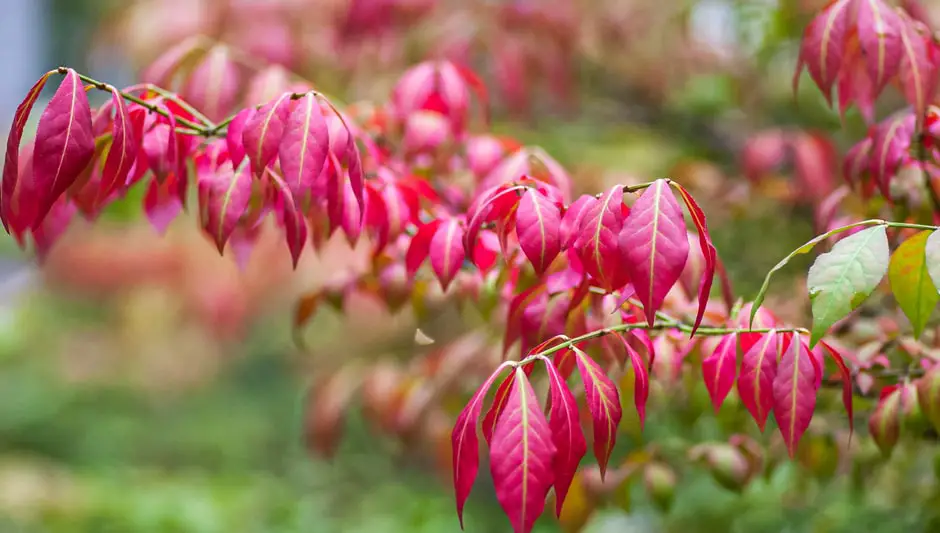 how to grow hearts a bustin from seed