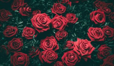 when can you prune roses