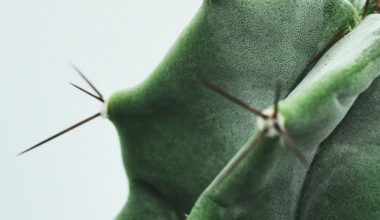 how to make a christmas cactus bloom