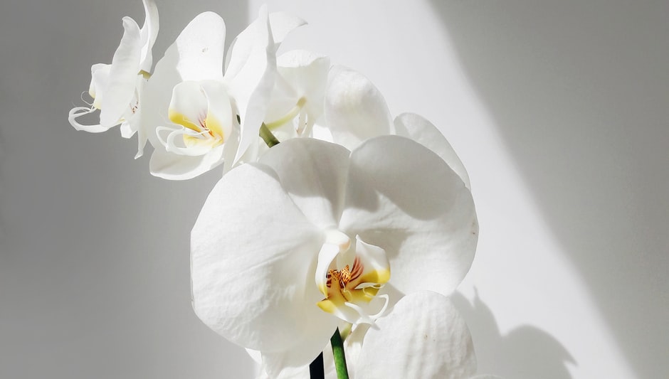 how to save an orchid