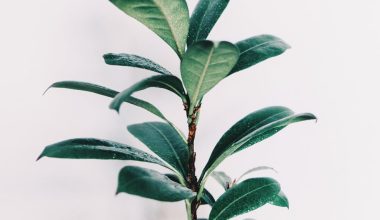 what kind of soil for fiddle leaf fig